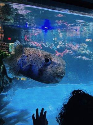 Blowfish