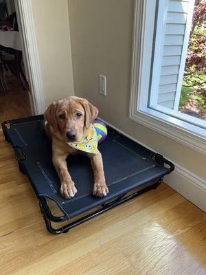 Sandy our 6 month old fox red lab