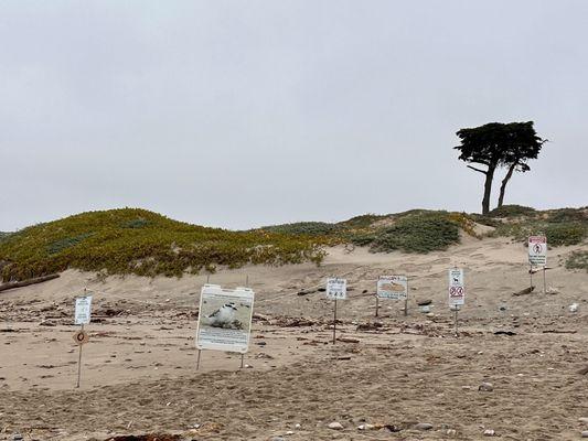 Please obey the signs of the Plover Habitat