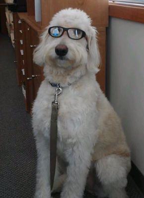 Doug the office dog modeling kids Youth Force rec specs.