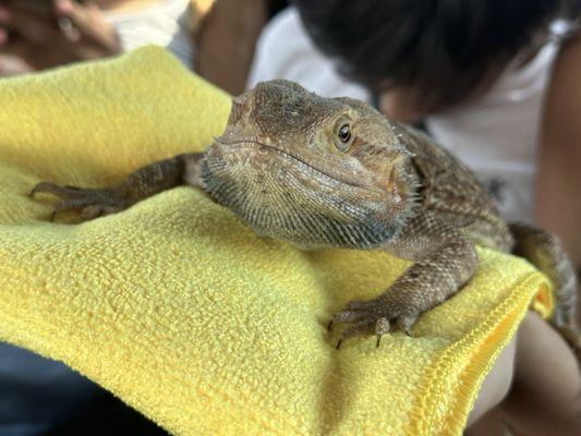 Bearded dragon