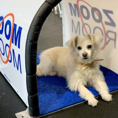 Poppy posing in the chute