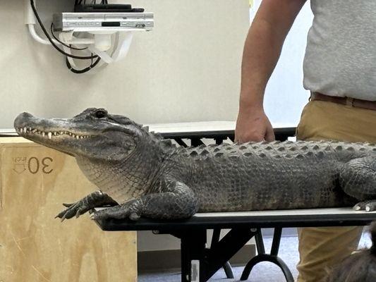 Alligator from Wild Things Conservation Center