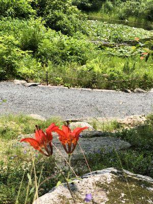 Garden In the Woods