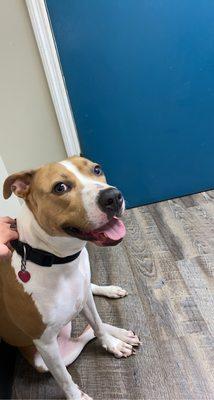 Have y'all ever seen a dog smile about being at the vet? Well, that's my girl with her big smile because we choose Flemington Vet Clinic!