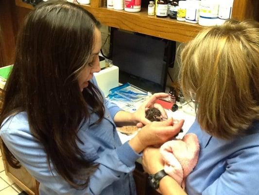 Hand bottle feeding kittens