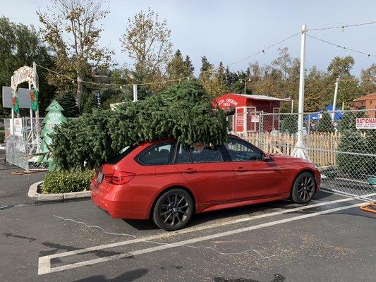 We are a full service lot. We fresh cut each tree before we carry it out, put it on your car and tie it down for you. We provide the twine.