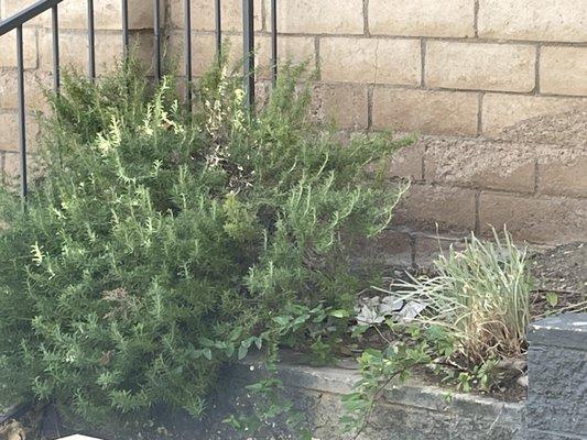 Bush that has never been tended too and multiple weeds growing through and around it.