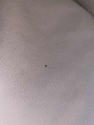 Spider in our pillows