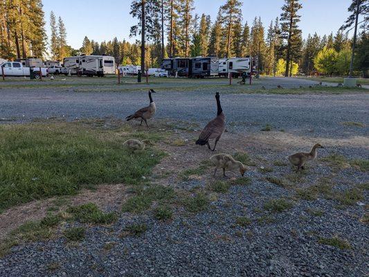 Nevada County Fairgrounds