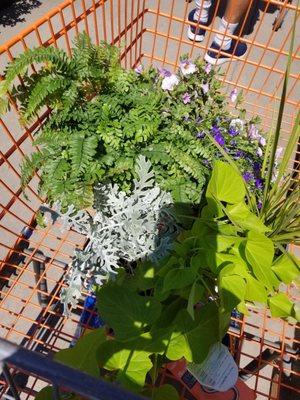 My shadow taking a photo of the hanging basket plants. Rookie mistake? :-/