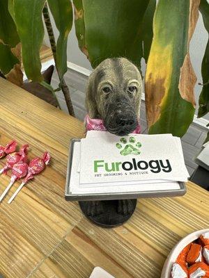 Furology Pet Grooming