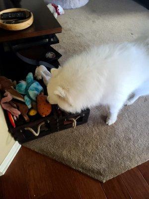 Kirby found Chelsea's dog's toys