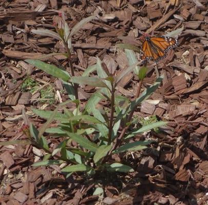 The recently planted milkweed is already attracting monarch butterflies!