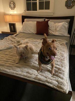 Clean bedding, happy dogs!