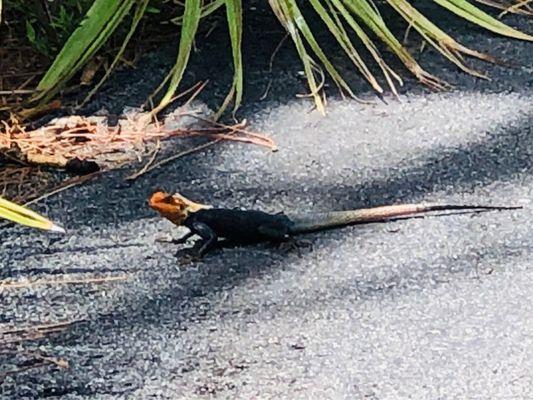 Rock agama lizard