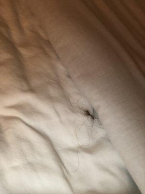 Hair on sheets