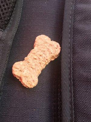 Complimentary pumpkin dog treat