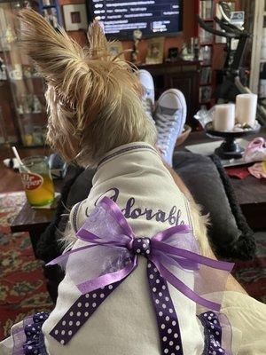 Yorkie wearing a dress