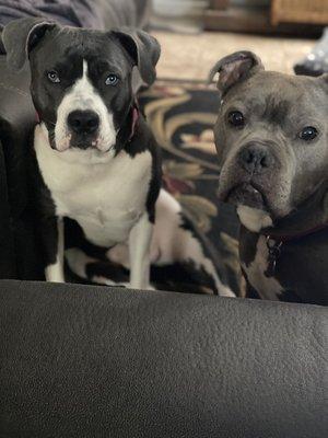 Missy 10 months and Buster 3 1/2 years.