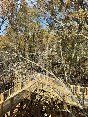 Top of the canopy