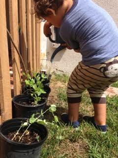 Watering the peas.