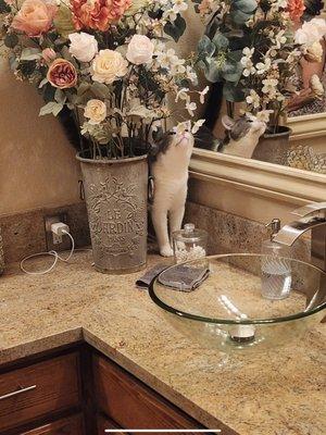 Kitty enjoying the new countertop.