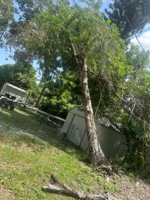 Tree falling into power lines