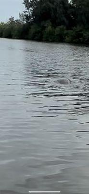 Back of a manatee.