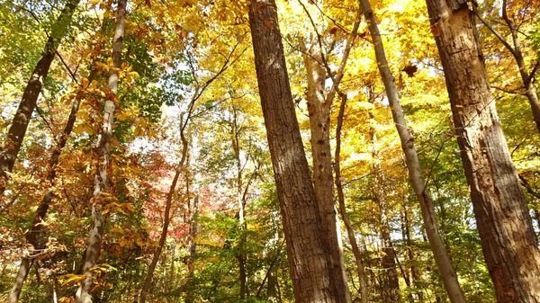 Fall leaves