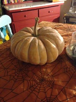 Rumbo pumpkin I purchased at Harp's Grocery.