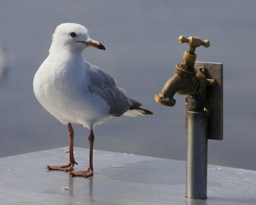 Water hose connection next to a thirsty birdy.