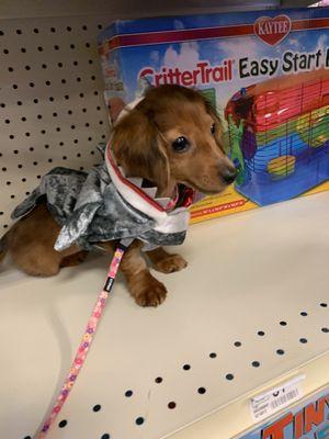 daisy the dachshund