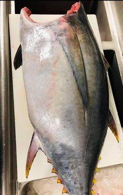 Local bigeye tuna at Single Fin Thai-Sushi