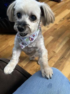 Harlan after his grooming!