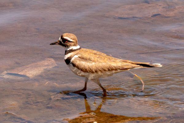 Killdeer