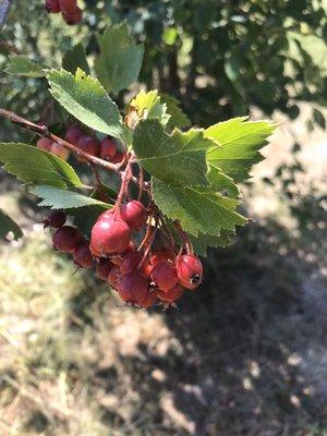 Hawthorn leaf and berry.