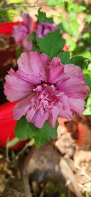 Hardy Hibiscus