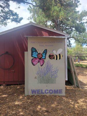 Lavender farm