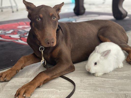 Remy practicing being around our bunny