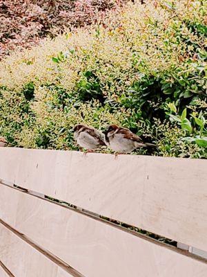 Birdies on the patio!