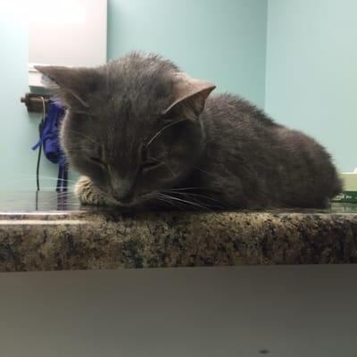 Our sweet baby at the clinic before she crossed the rainbow bridge.