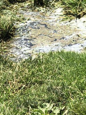 Stagnant mosquito breeding water in the middle of July