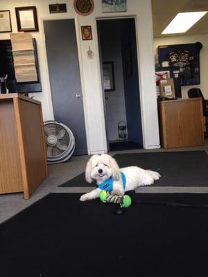 A1 Smog Check's office/waiting room where the owner gave my pup a toy to play with while we waited. Classy! We likey!! :)