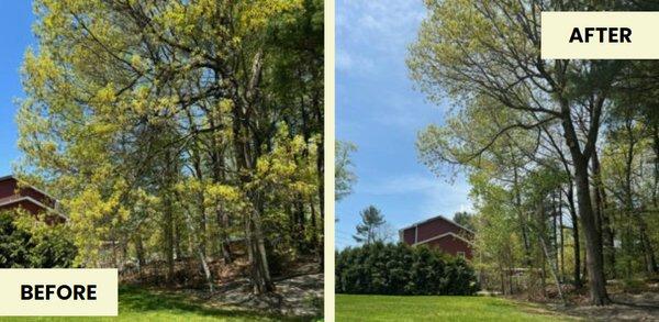 Before and After of tree pruning in New Hampshire.