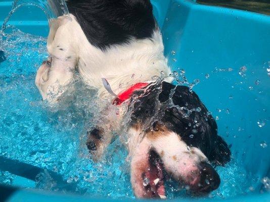 Everybody loves a little pool time!