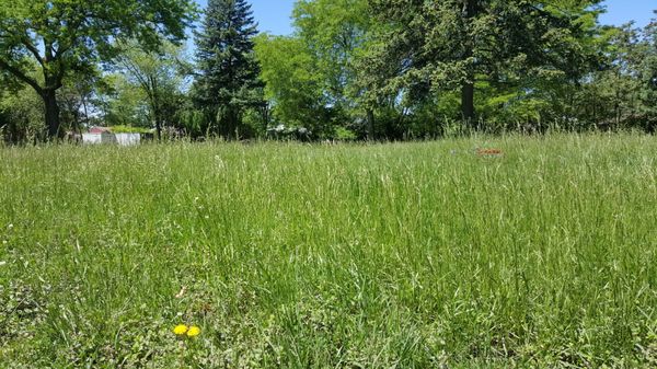 Two weeks ago I went to visit my Mother and Father's grave site. The grass and week we're over a foot high.