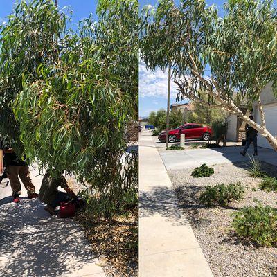 Tree service