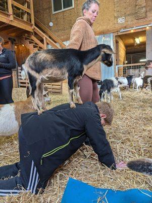 Absolutely LOVED this class. A "beginner" yoga class with playful, cuddly goats followed by an hour of goat love! THANK YOU!