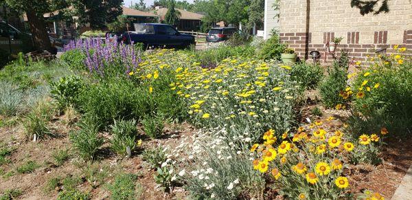 Colorado prairie perennials